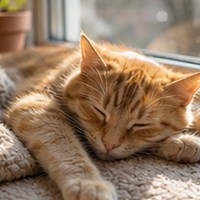 Кот у окна 